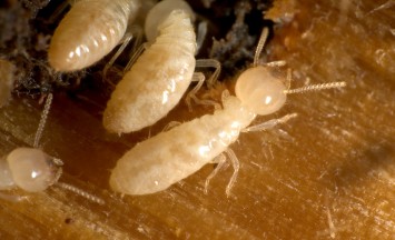 Des termites